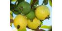 Para cantar y comer frutas