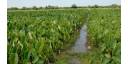 Desafíos en la agricultura para producir alimentos