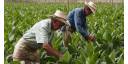Contrapunteo entre el bloqueo y la agricultura