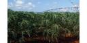 Reordenar la tierra, prioridad de sector agropecuario