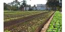 Tiempos desafiantes para la Agricultura Urbana, Suburbana y Familiar