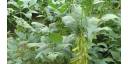 Pinareños inmersos en el cultivo de soya