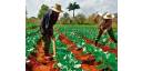 Valiosa contribución de la FAO a Cuba