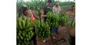 Las complejidades de la agricultura cubana