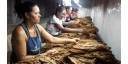 Producen en Cienfuegos tabaco agroecológico para la exportación