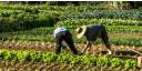 Apoyan transformación de los sistemas alimentarios locales