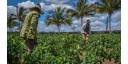Precisan en Las Tunas estrategias de recuperación agropecuaria