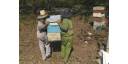 La Apicultura en Sancti Spíritus vuelve tras las flores del mangle
