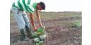 Raíces y frutos por partida doble
