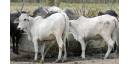 Matanzas: en la producción de leche impacta ejercicio de control
