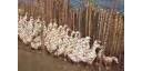 Destacan ventajas de cría de patos en áreas arroceras