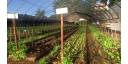 Cuba mantiene apuesta por agricultura urbana, suburbana y familiar