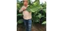 El hombre detrás del habano
