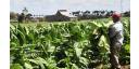 Productores tabacaleros con la manga al codo