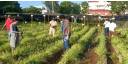 Agricultura urbana, suburbana y familiar, el reto de hacerlo cada vez mejor