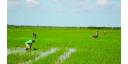 Varios caminos para reimpulsar producción de arroz