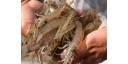 Consolidan Cuba y Vietnam proyecto para el cultivo de camarón