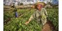 Incrementar la producción agropecuaria y garantizar el desarrollo territorial