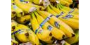 La filial panameña de la multinacional Chiquita despedirá a cerca de 5 000 empleados bajo la acusación de «abandono injustificado de labores» en sus fincas bananeras desde finales de abril pasado en Panamá