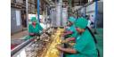 Fruta, industria y resiliencia: así produce Ceballos en Ciego de Ávila
