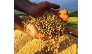La Conab de Brasil eleva su estimación de producción de soja a pesar de inundaciones