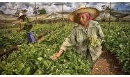Incrementar la producción agropecuaria y garantizar el desarrollo territorial