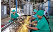Fruta, industria y resiliencia: así produce Ceballos en Ciego de Ávila