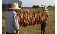 Sancti Spíritus ensarta otra vez la ruta del tabaco