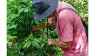 Productores santiagueros inmersos en recolección y acopio de café
