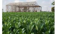 Pinar del Río se reafirma como mayor productora de tabaco en Cuba