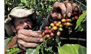 Estudian impacto de la variabilidad climática en el riego del café en Cuba