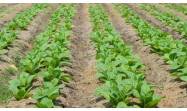 Pinar del Río concluye la siembra de tabaco de la actual campaña