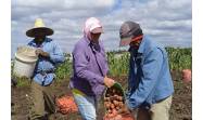 Sí a la papa agroecológica en Cuba
