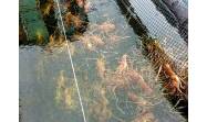 Proyecto vietnamita de cultivo de langosta avanza con éxito en Quemado de Güines