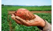 Nuevas variedades de boniato en Cienfuegos revolucionan producción agroecológica de Cuba