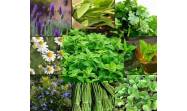 Plantas medicinales, aliadas que demandan calidad