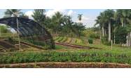 Entran en vigor nuevas normas para el campo cubano