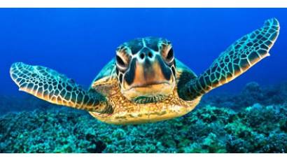 Tortugas Marinas