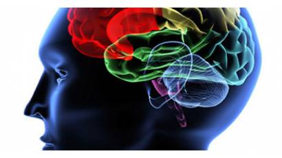 El cerebro