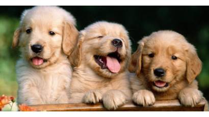 Cachorritos