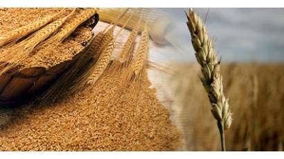 Producción de trigo