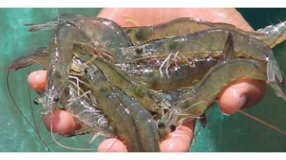Camarones