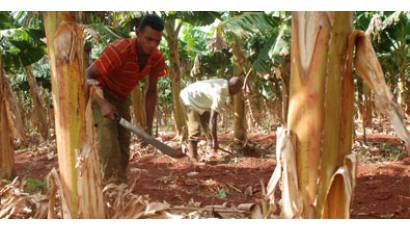Cooperativa en Artemisa