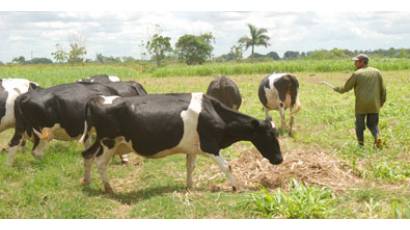 Empresa pecuaria genética en Artemisa