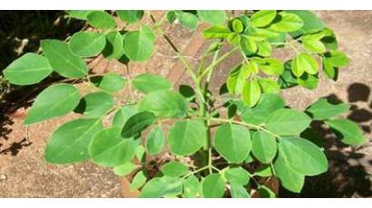 La Moringa