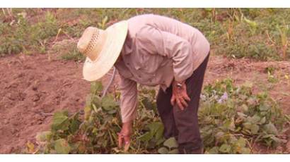 Programa para incentivar el cultivo de jícama