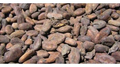 Cacao antiguo