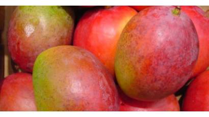 Mangos 