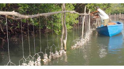 Pesca de ostiones