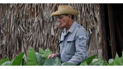 XV edición del Festival del Habano